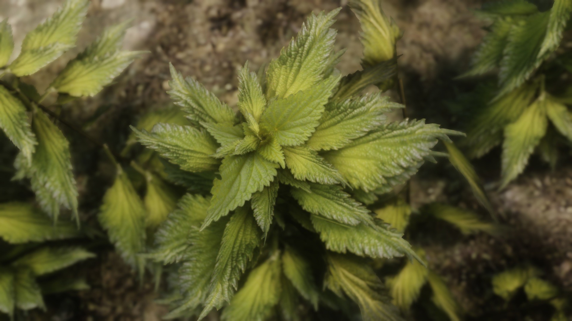 《上古卷轴5天际》超高分辨率自然荨麻MOD