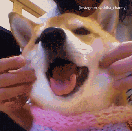 柴犬图片表情包 GIF高清无水印版