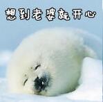 小海豹qq表情高清无水印_小海豹表情包图片