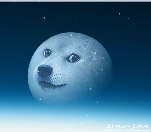 Dogemoonֽ̬