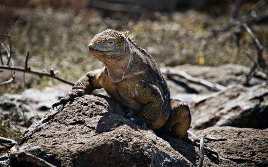 ΢���������Ư��Win7����