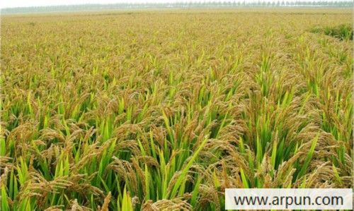 �㶫տ���ֳ���ˮ�� ר������ǿȫ�汣��