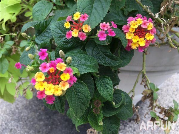 iPhone6s������S6�����ĸ��ã�iPhone6s������S6���նԱ�iPhone6s������S6�����ĸ��ã�iPhone6s������S6���նԱ�