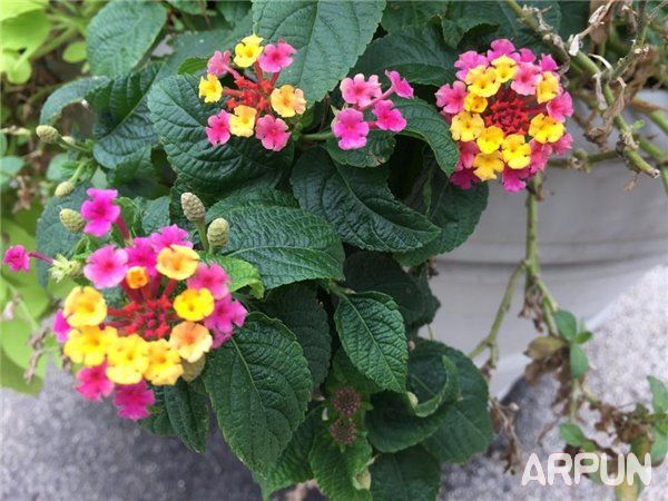 iPhone6s������S6�����ĸ��ã�iPhone6s������S6���նԱ�iPhone6s������S6�����ĸ��ã�iPhone6s������S6���նԱ�