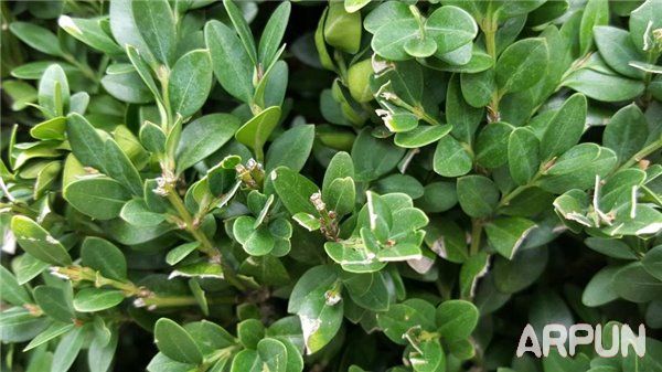 iPhone6s������S6�����ĸ��ã�iPhone6s������S6���նԱ�iPhone6s������S6�����ĸ��ã�iPhone6s������S6���նԱ�