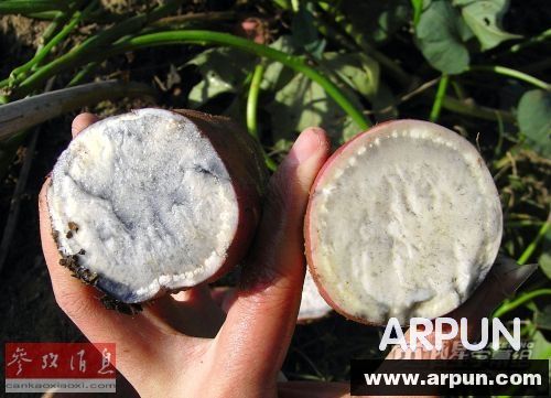 ��ý��������ת������ı��������ʳ��Ȩ