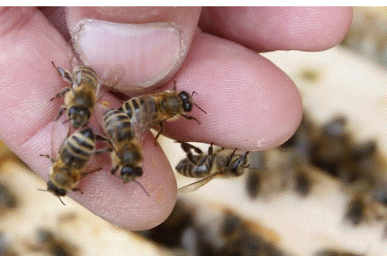 ��ˮ���ָ��� ��������40%��Ⱥ����