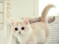 ��������ר��ͷ��ԭ��PS_��������ͷ������ԭ������