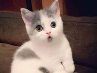 ��������ר��ͷ��ԭ��PS_��������ͷ������ԭ������