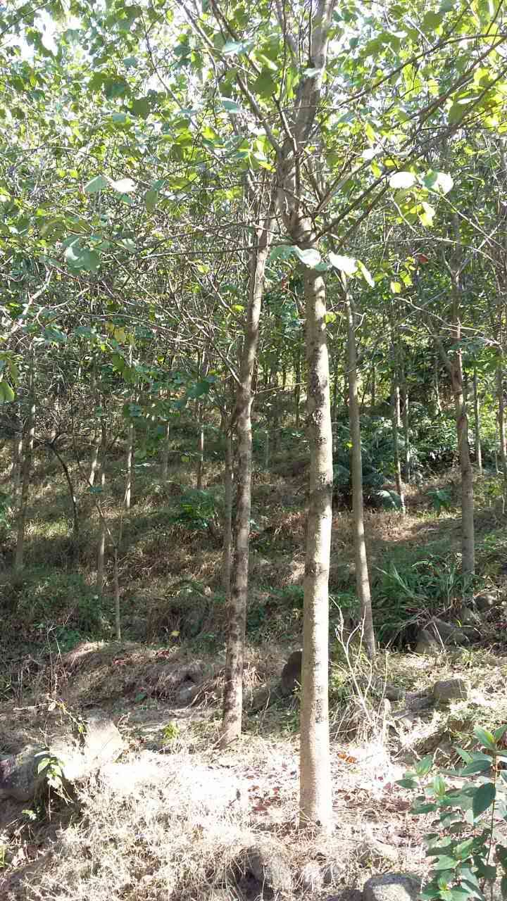 �㶫�������ǻ�ľ��*�̻�������*�̻���԰�ֻ��� ���������ֹ�Ի�ľ��