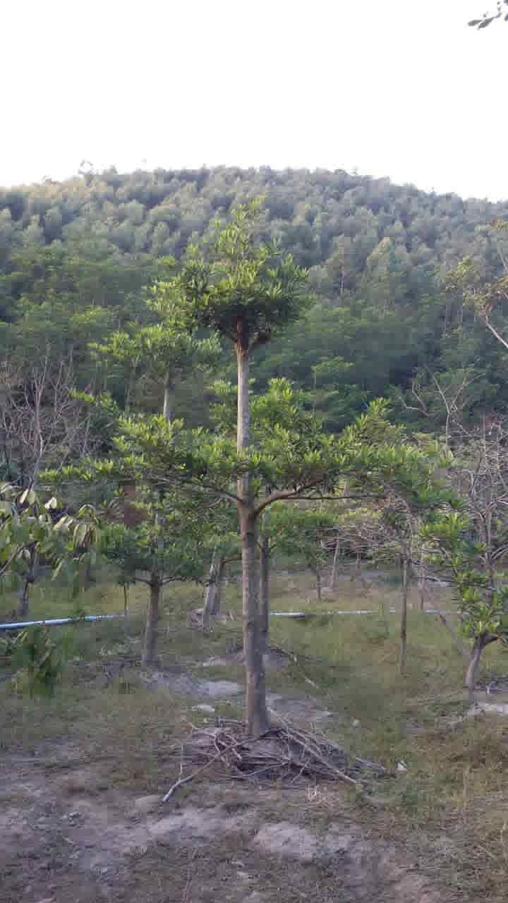 �㶫�������ǻ�ľ��*�̻�������*�̻���԰�ֻ��� ���������ֹ�Ի�ľ��