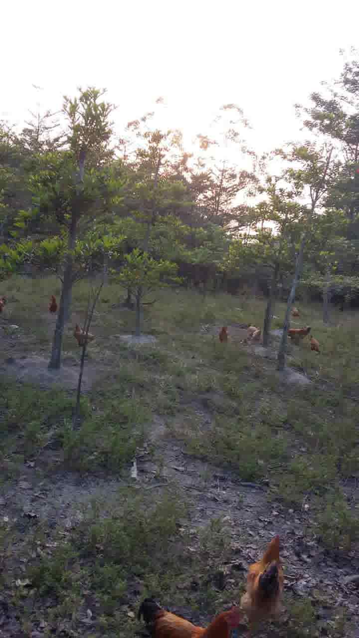 �㶫�������ǻ�ľ��*�̻�������*�̻���԰�ֻ��� ���������ֹ�Ի�ľ��