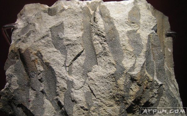 ��������ʷ������һ�������о��ܸ�������ʲô�������������Ҫ���ӵö�