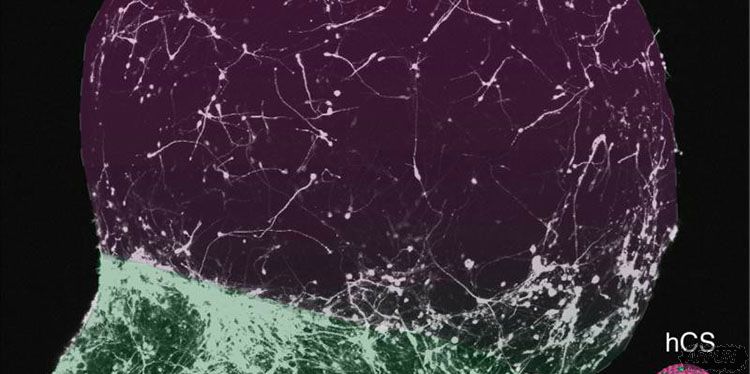 ��ѧ����ʵ�����������������������ԣ�