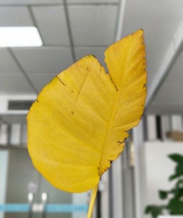 OPPO R11����