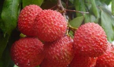 ��۹�����֦50����һ�� ���ǹ�����ֵ֦����ô����