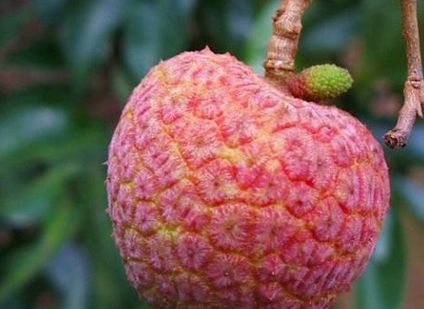 ��۹�����֦50����һ�� ���ǹ�����ֵ֦����ô����