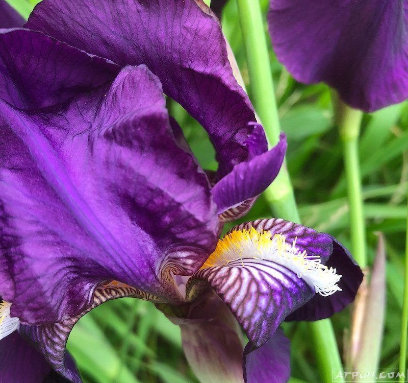 iPhone 8������ �������û�������