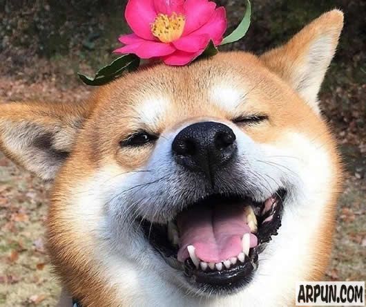 柴犬傻笑无字qq表情高清无水印版柴犬傻笑无字表情包绿色免费版